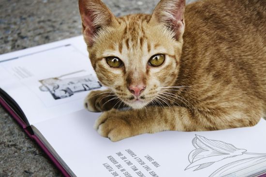 猫能喝椰汁吗