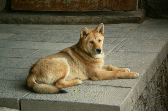 中华田园犬咬人征兆，龇牙咧嘴地冲你大叫