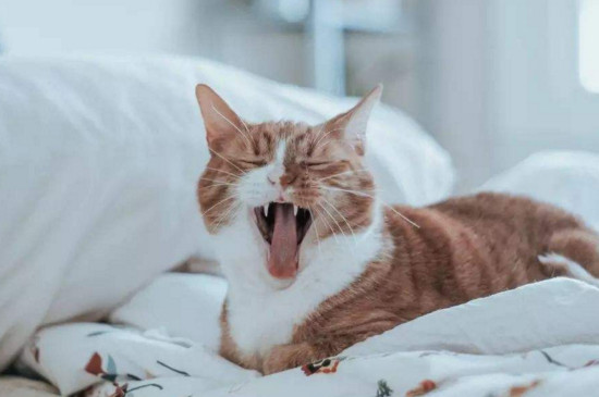 猫咪老咬人是磨牙吗