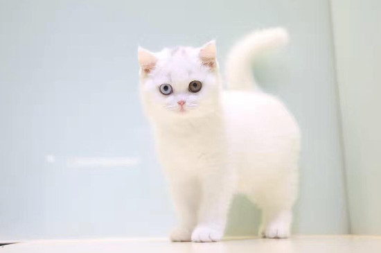 英短猫什么颜色贵