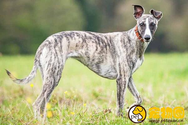 惠比特犬肌肉发达线条优美，家庭犬饲养的最佳选择之一