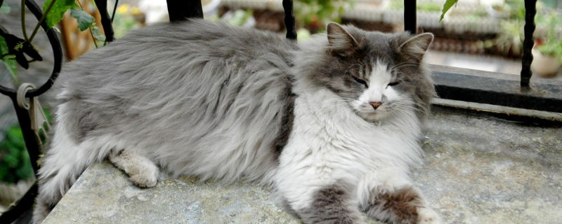 挪威森林猫多大算成猫