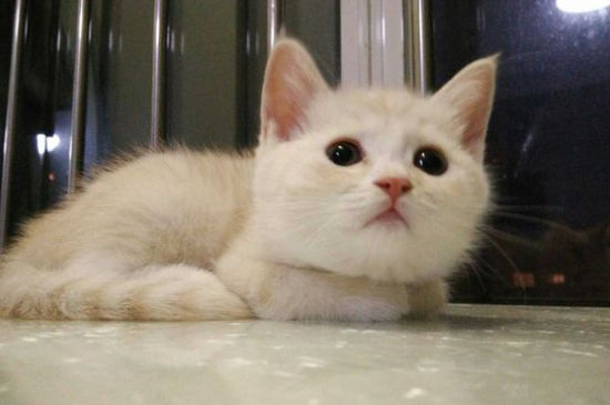 宠物猫如何火车托运