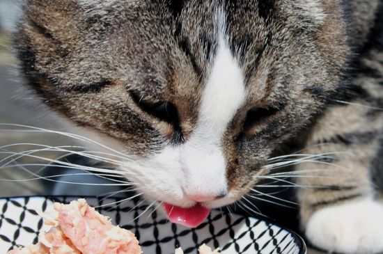 猫腰椎断了能够自愈