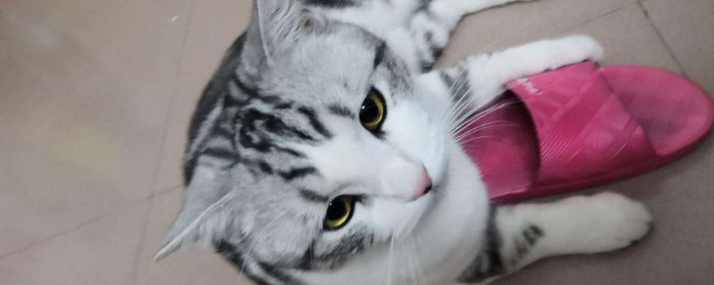 美短公猫几个月做绝育