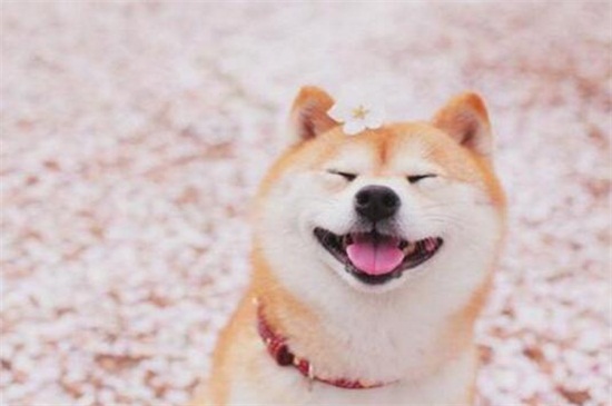 怎样知道柴犬认主了