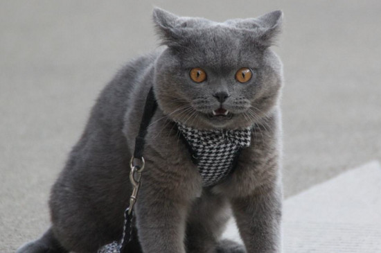 英国短毛猫掉毛厉害吗