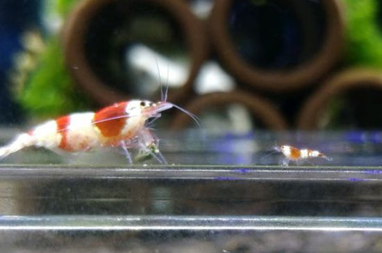 水晶虾和斑马鱼一起养可以么