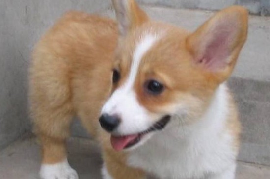适合家养的小型犬