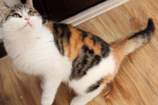 玳瑁猫和三花猫的区别