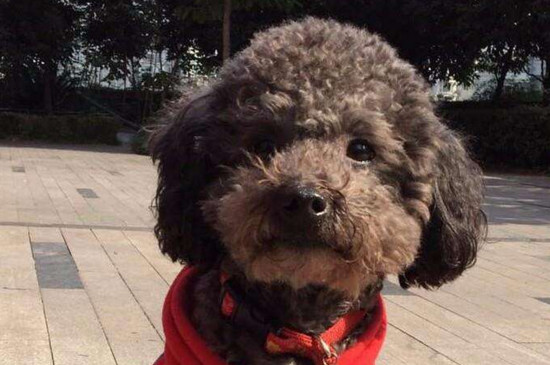 泰迪狗哆嗦是什么原因