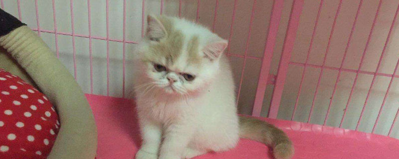 加菲猫拉肚子怎么办