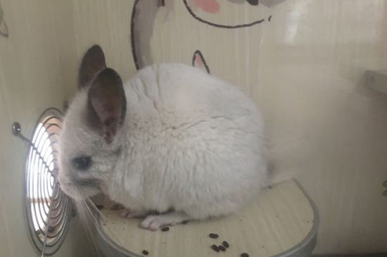 母龙猫怀孕什么表现