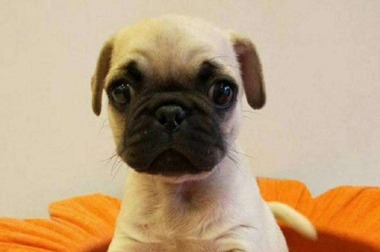 巴哥犬对主人忠诚度