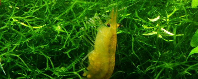 养虾必种那些水草