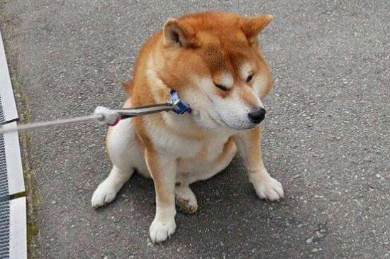 怎么让狗拿你当首领