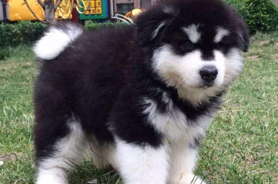 巨型阿拉斯加幼犬价格是多少