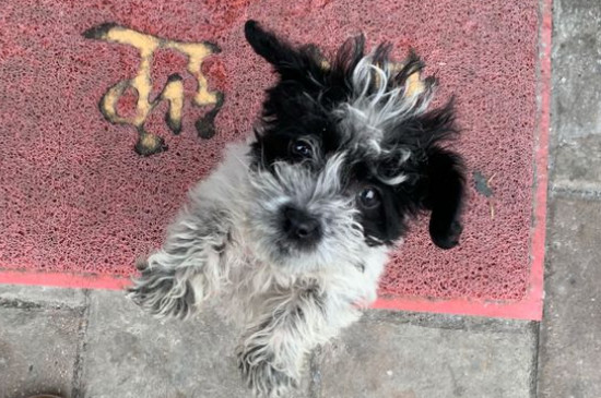 狗狗携带狂犬病毒能活多久