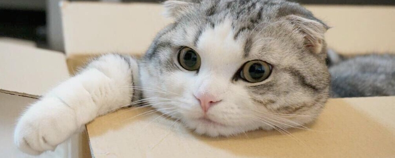 猫咪四肢无力浑身发软