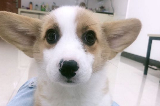 狗狗脚臭怎么办
