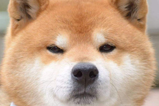 柴犬几个月暴脸
