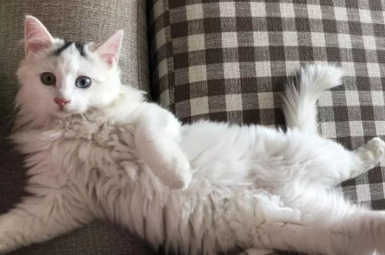 猫为什么会用头蹭手