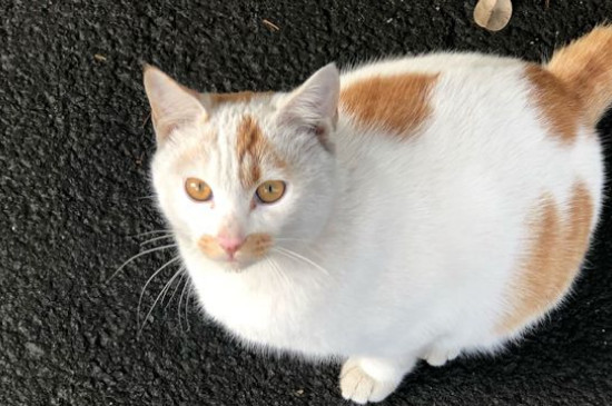 猫一天吃几克鸡胸肉