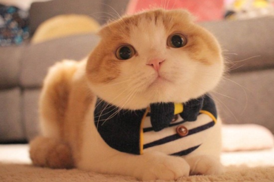 猫脖子掉毛