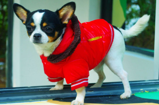 狗狗生产后怎么护理，狗狗生产后要注意什么