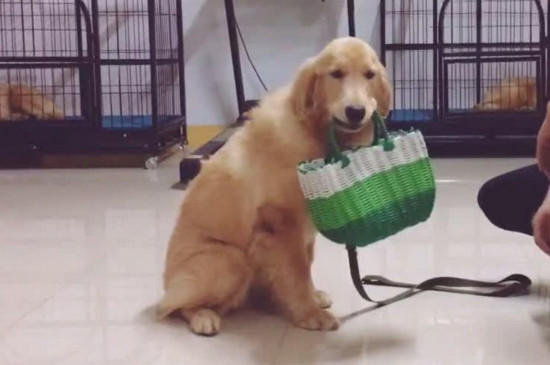 金毛幼犬怎么咬人