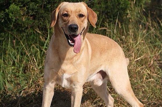 适合女生养的中型犬，这5种狗狗聪明机警很适合女孩饲养