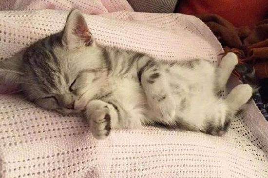 猫咪刚到家注意事项