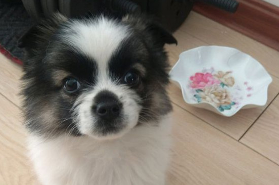 适合女孩子养的狗