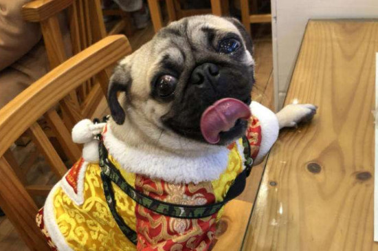 狗狗眼球突出能自愈吗