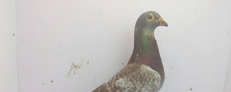 养鸽子人容易得什么病