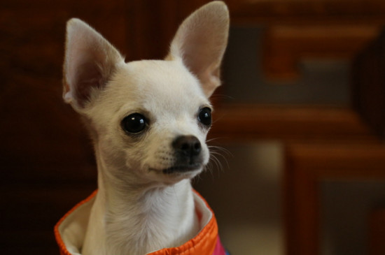 小型犬养什么好