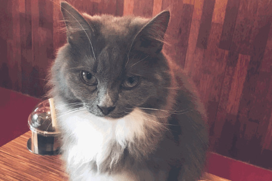 上班族养猫攻略