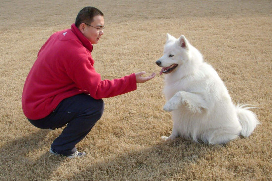 如何训练狗狗握手