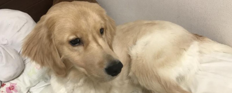 狗狗睾丸脱皮要撕掉吗
