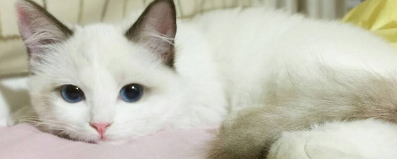 养猫怎么选品种