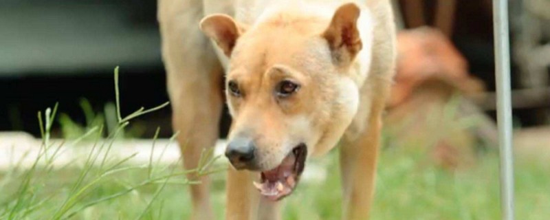 狂犬病的狗有什么症状
