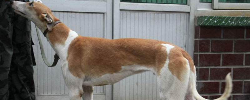 细犬怎么养不咬人