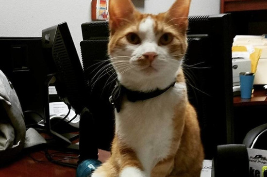 坐高铁回家猫咪怎么带