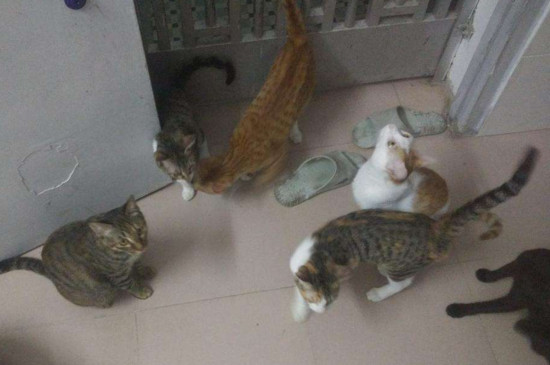 猫吃东西发出磨牙声