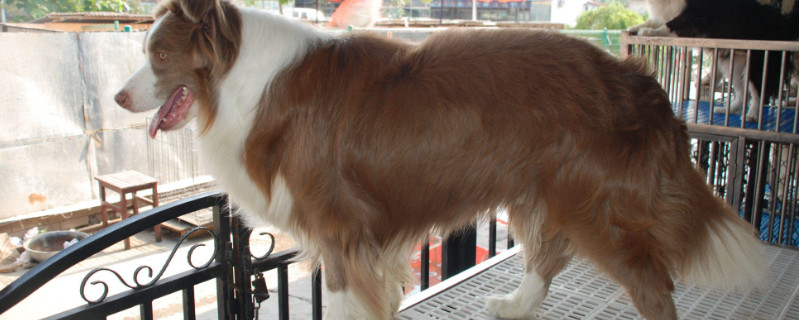 边境牧羊犬为啥谁都跟