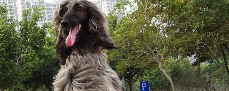 阿富汗猎犬到底有多笨