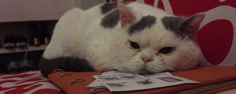 母猫喂奶气喘是缺钙吗