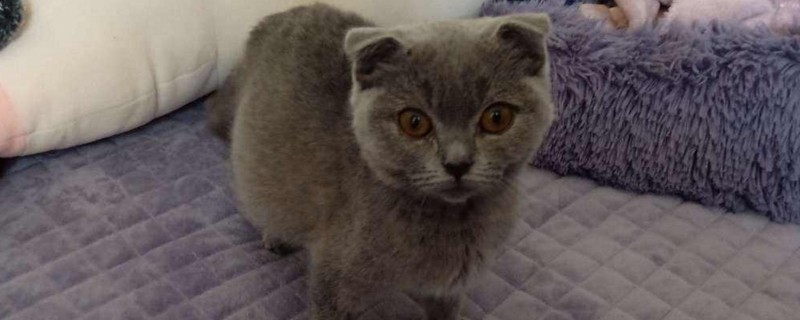 单独养的猫会的传腹吗