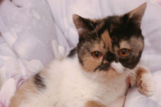 猫咪绝育后发抖正常吗