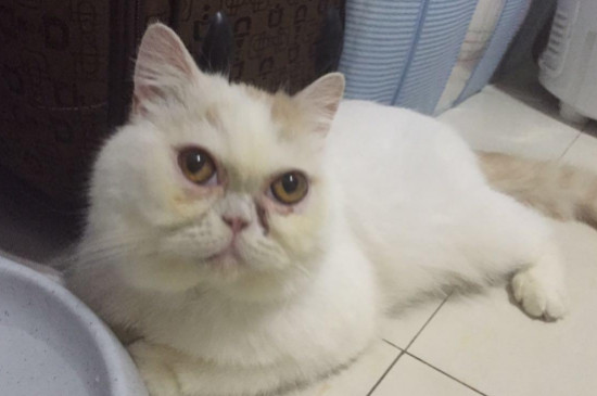 猫会哭吗会流眼泪吗